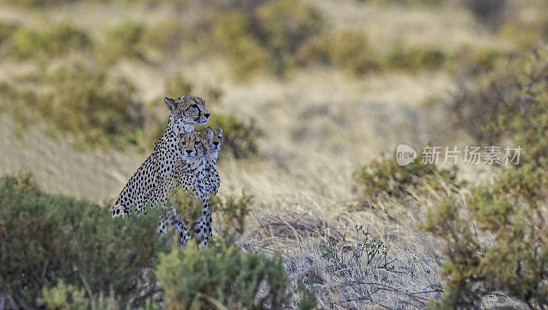 猎豹(Acinonyx jubatus)是一种产于非洲的大型猫科动物。它是陆地上最快的动物。肯尼亚桑布鲁国家保护区。